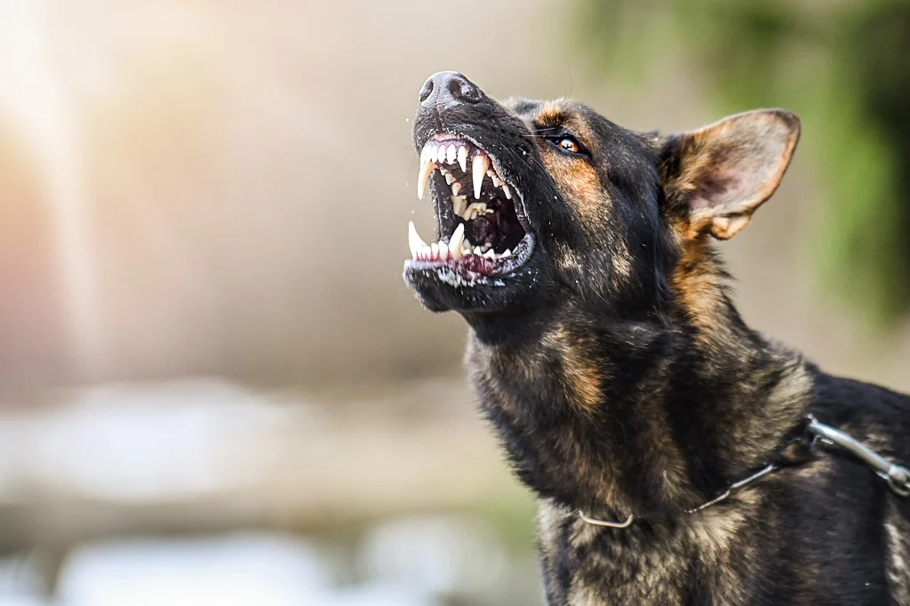 Average Dog Bite Settlement Amount in Indiana 2025