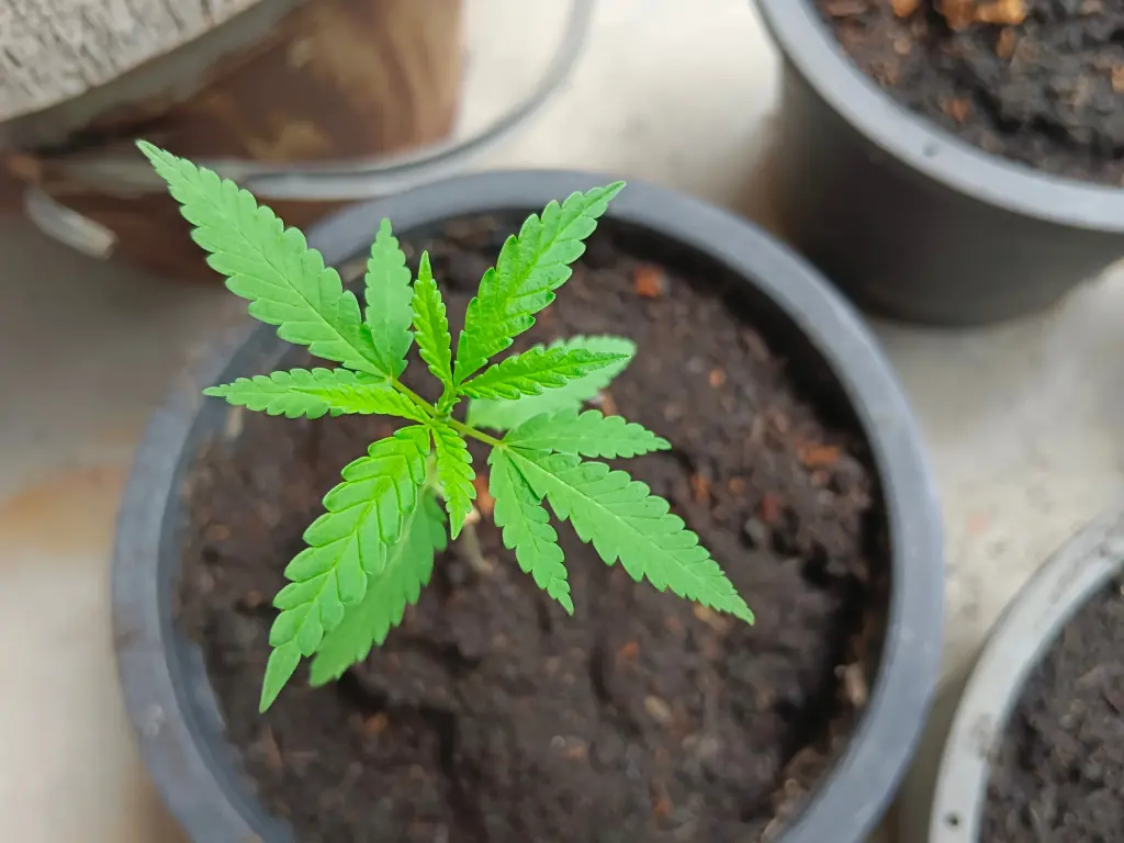 What Is Drug Trafficking? Indiana Laws & Penalties.