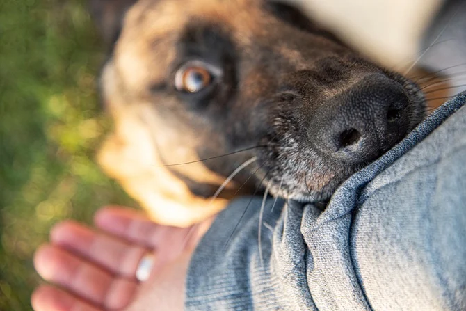 Close-up of a dog's face near a person's arm
