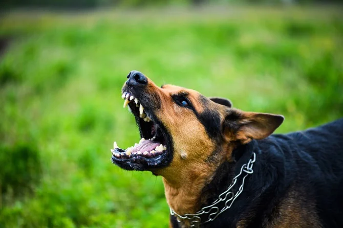 Aggressive dog barking on a chain